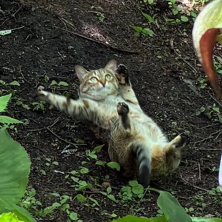 The original Sliding Cat, photographed mid-slide on a forest floor